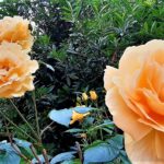Rosen Blumen