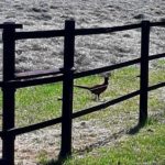 fasan auf Feld Opherdicke Billmerich