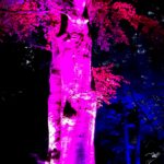 Stadtleuchten Westfriedhof 2021