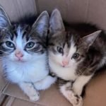 FB_IMG_1630911241960