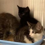 FB_IMG_1630911248452