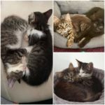 FB_IMG_1630911437675