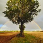 Regenbogen