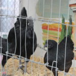 Bauernmarkt Frö 2016 (15)