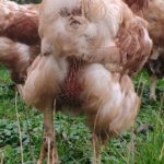 RETTET DAS HUHN INDRA WOLF (1)