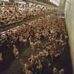 RETTET DAS HUHN INDRA WOLF (13)