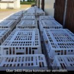 RETTET DAS HUHN INDRA WOLF (17)