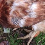 RETTET DAS HUHN INDRA WOLF (2)