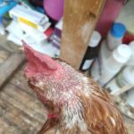 RETTET DAS HUHN INDRA WOLF (3)