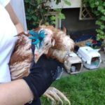 RETTET DAS HUHN INDRA WOLF (7)