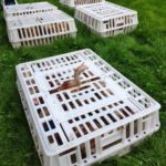 RETTET DAS HUHN INDRA WOLF (8)