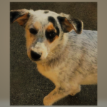 Rumänische Hunde Iserlohn