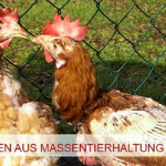 rettet das Huhn titel 2