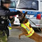 Außer Rand und Band: Aggressor stürmt brüllend auf Polizeihund zu