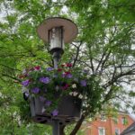 Blumenampeln Unna