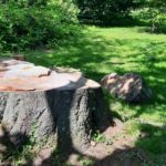 Baum gefällt