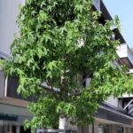 Massener Str. renoviert Baum