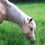 Pony Pferd Haflinger