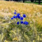 Kornfeld Kornblumen