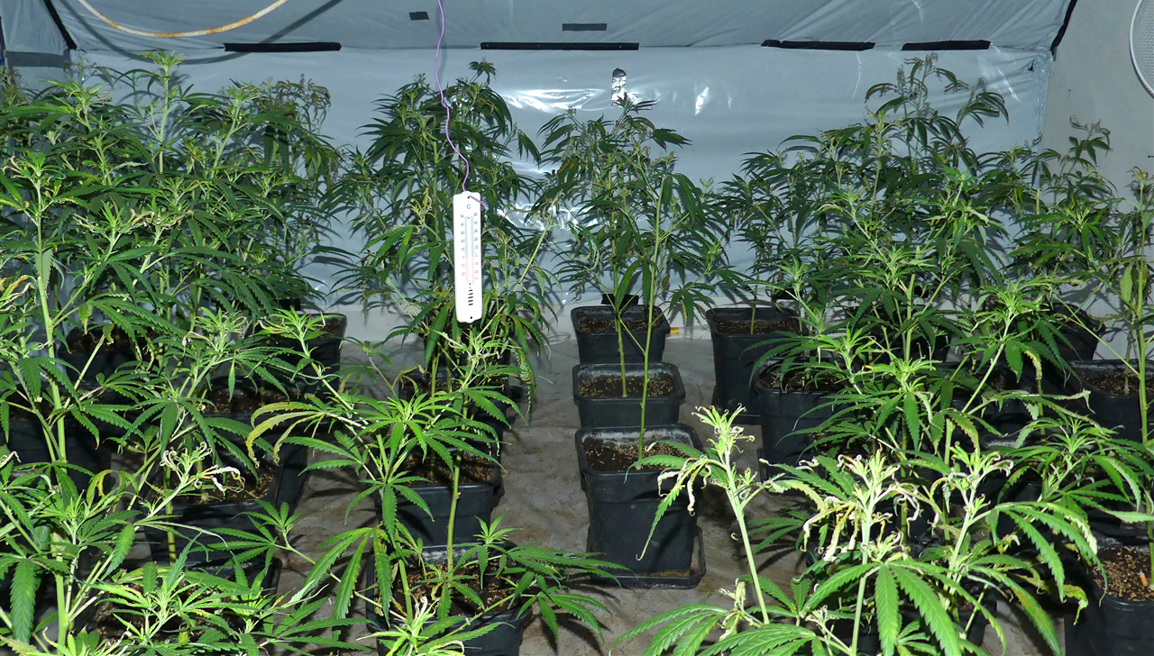 Cannabisplantage-in-Afferder-Wohnhaus-entdeckt-Hobbyg-rtner-fl-chtet-durchs-Fenster