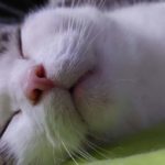 Katze