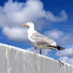 Möwe
