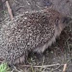 Igel