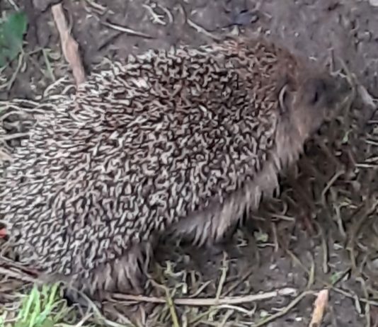 Igel-Kino im heimischen Garten: Stadt Kamen verlost drei Igel-Sets Futterhaus und Wildkamera