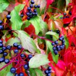 Herbst