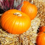 Kürbis Herbst