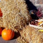 Kürbis Herbst