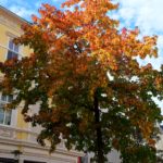 Herbst Bahnhofstraße