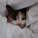 FB_IMG_1651478740694