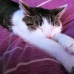 Katze schlafend