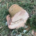 Holz Stamm baumfällen
