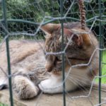 Kater 4pfötchenhilfe