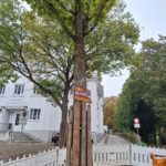 Platz Morgentor Baum