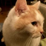 Katze Kater
