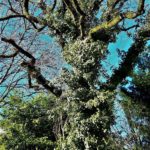 Baum Natur