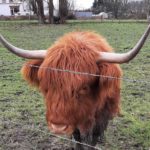 Galloway Rind