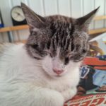 Katze döst