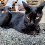 Katze schwarz