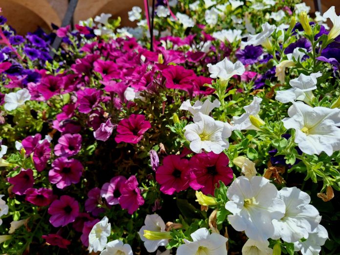 Blumen Petunien