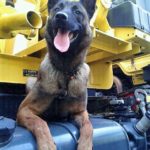 Polizeihund Jaro DO (1)