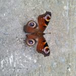 Schmetterling