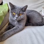 Katze BKH