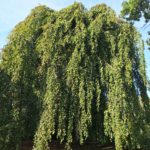 Schlosspark Opherdicke Trauerbuche Baum