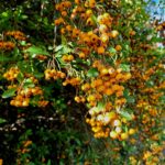 Herbst