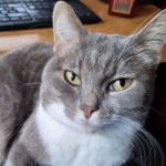 Katze Hauskatze