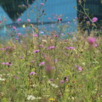 Wildblumenwiese Regierungsviertel